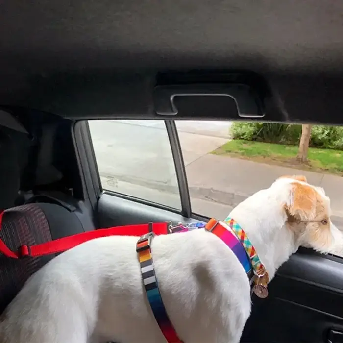 A white dog with brown patches is sitting in the car, gazing out of the open window while wearing a vibrant harness and rainbow collar from the Solid Color Two-in-one Pet Car Seat Belt Nylon Lead Leash Backseat Safety Belt Adjustable Dogs Harness Collar Pet Accessories collection. The car's interior is dimly lit, with greenery visible outside.